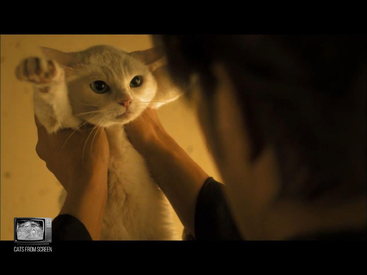 CatsScreen's tweet photo. A little white warrior from series Samurai Cat (2014).
#catsfromscreen #samuraicat #пушистики #самурайикошка #кино #котики #nekozamurai https://t.co/cAgKWOYFEg