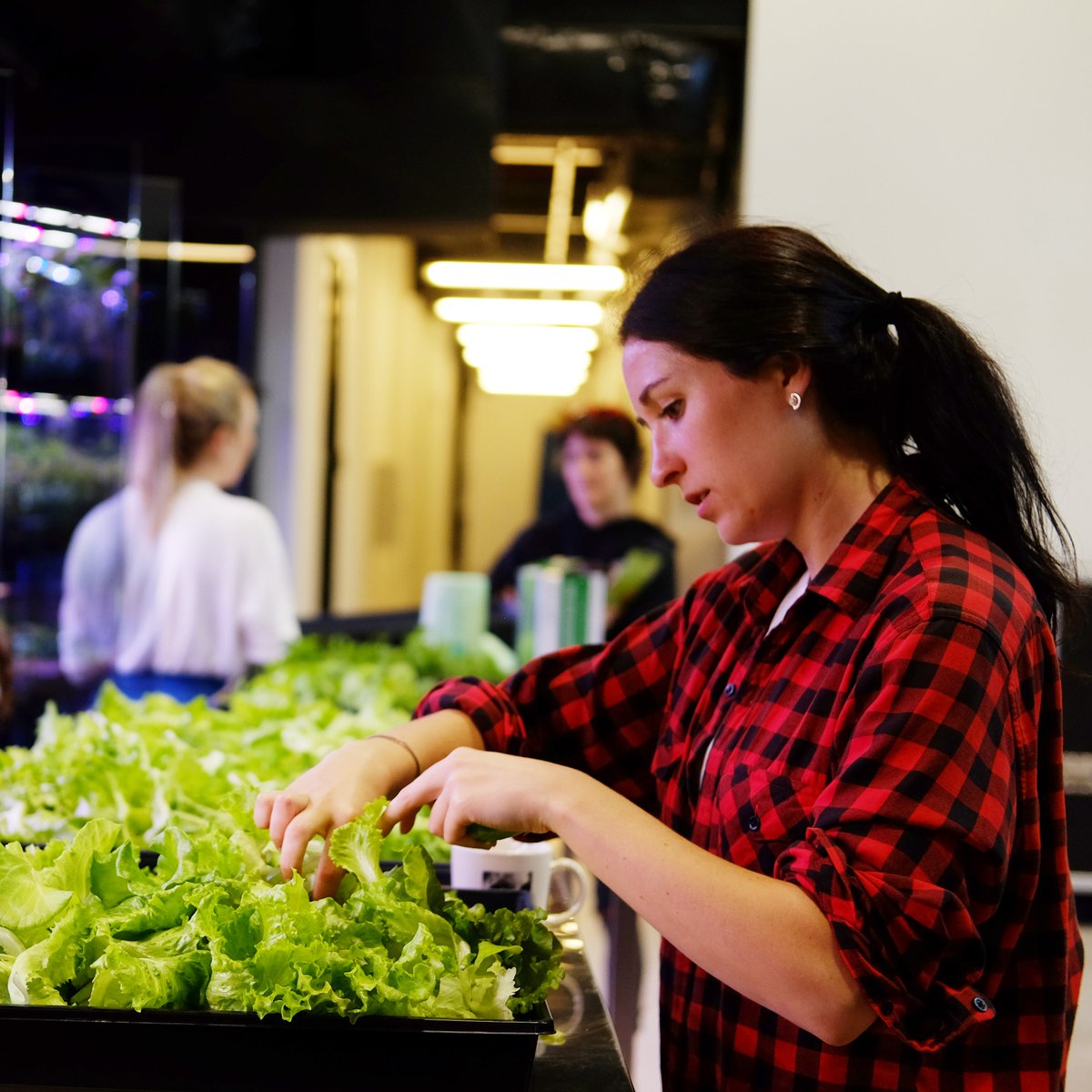 With Farmshelf, you'll grow up to 2 pounds of fresh produce each week! Holy kale! 😲 Want to share your bounty? Invite your friends to a produce party! 🌱
.
.
.
.
.
#freshproduce #gogreen  #foodie #eatyourgreens #eatfresh #eatlocalgrown #freshfoods #foodlife #chef #eatingwell