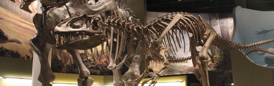 Day 7  #Rocktober  #FossilSpeaking of Oklahoma, our state fossil (as shown in  @FossilLocator's book below) is the Saurophaganax Dinosaur! It's a genus of allosaurid from the Late Jurassic.One is on display at the  @SamNobleMuseum, a must visit! (wear a mask) Dino  are theirs.