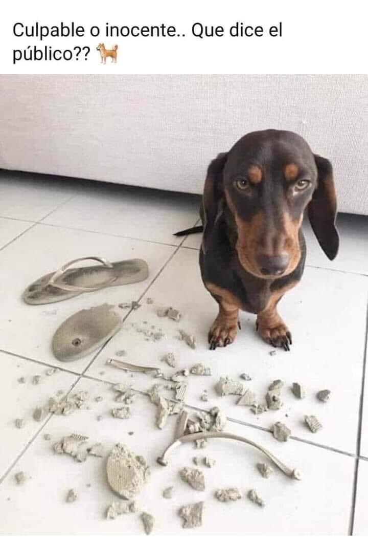 FestivalChin's tweet photo. Culpable o inocente 

Este perrito 🐶;-) https://t.co/ZBO3FdbhbH