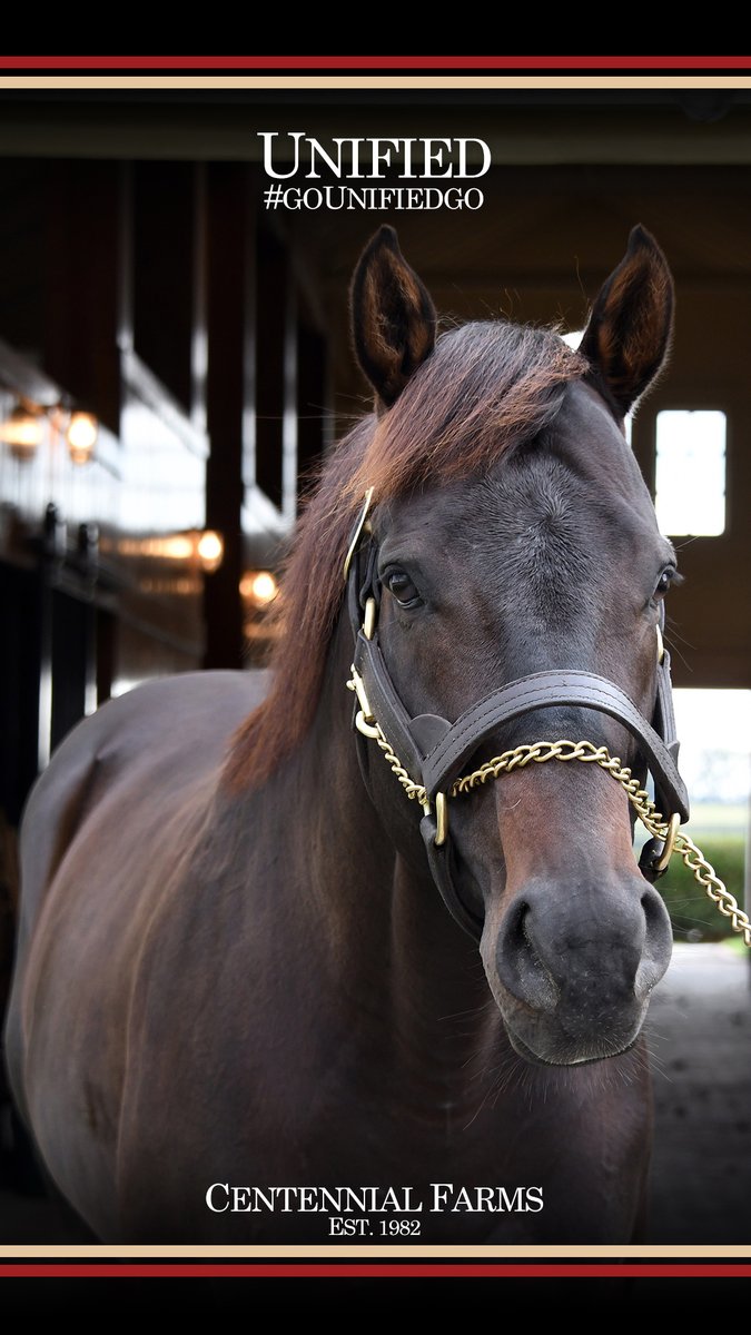 Centennial_Farm's tweet photo. We are so thrilled to offer the Unified, LLC - a partnership comprised of a son and daughter of our multiple graded stakes winner. #WallpaperWednesday features the brilliant racehorse turned @LanesEndFarms standout! #getinthegame: https://t.co/yFsoy27dLZ https://t.co/anWeNTH4An