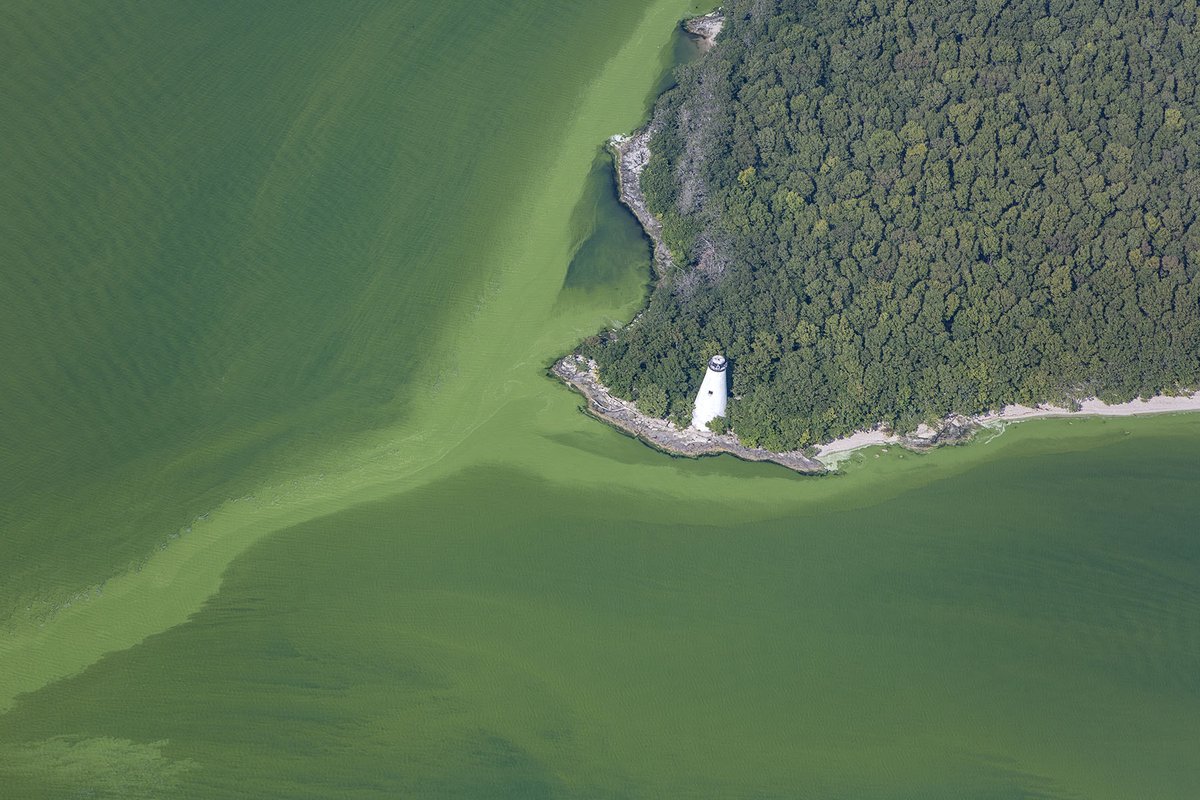 #ICYMI - NCCOS has awarded $10.3 million for #harmfulalgalbloom research in 2020. Our Competitive Research Program will fund 11 new and 16 continuing projects that will help improve efforts to protect #marineresources, #publichealth and coastal economies. go.usa.gov/xGFfJ