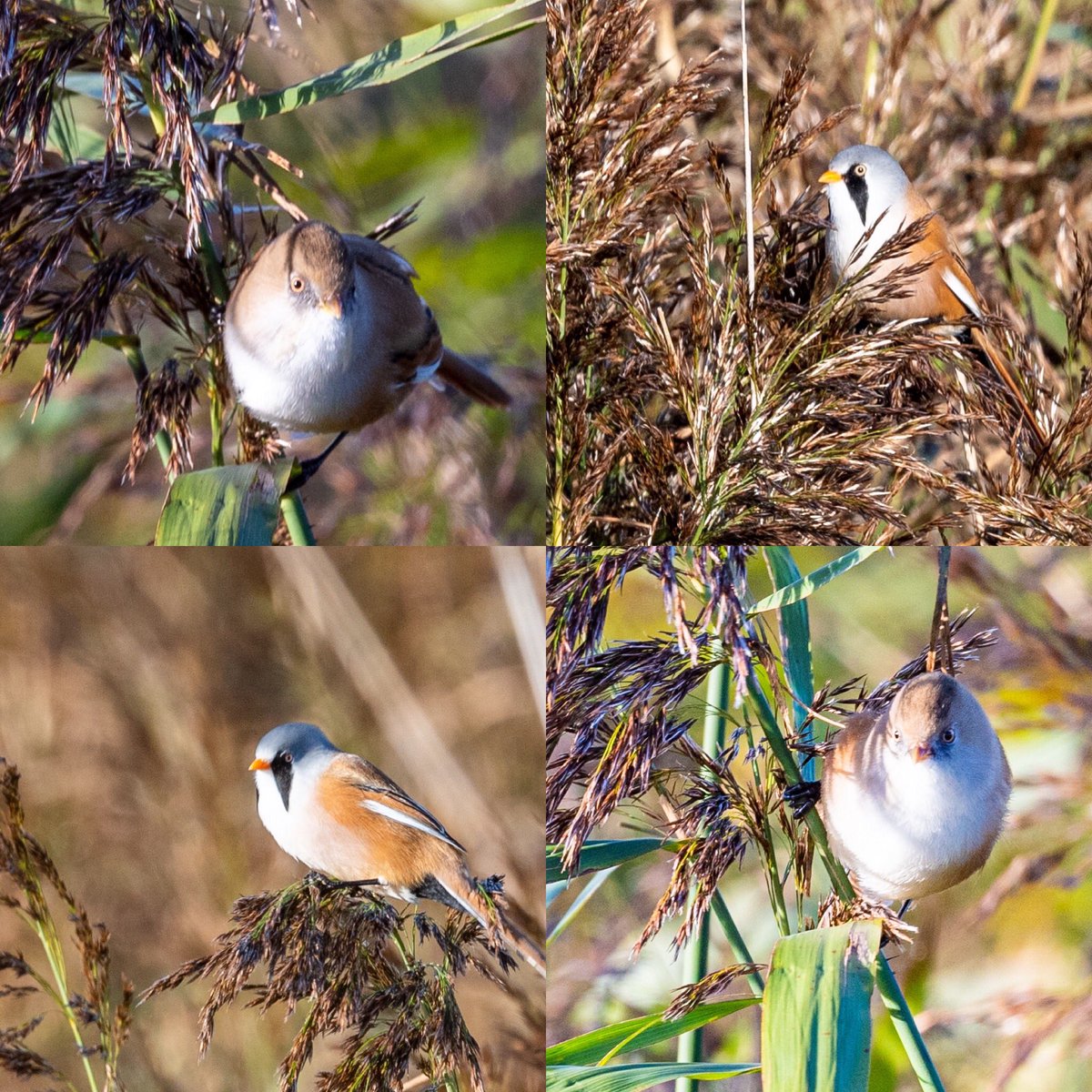 SW_PhotoNature's tweet photo. Some Beardies taken at Titchwell today. Rather hampered by the wind!
#beardedtits #beardedreedlings #birdsofinstagram #britishbirds #rspbtitchwell #birdphotography #BBCWildlifePOTD #klmagazine #Norfolk #Norfolkcoast https://t.co/CRwq7ZknL3