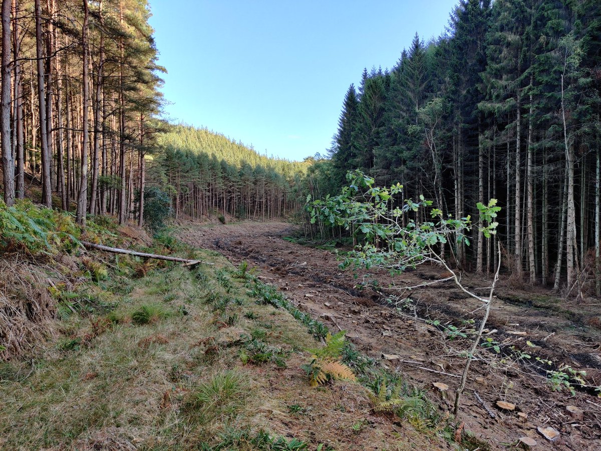 The area in question had been a fairly even aged crop of Norway spruce that had been planted along a burn (no buffers, pre  #UKFS). The forester was planning to remove the crop of spruce away from the burn and replant / regen with alder, willow, oak and other native broadleaves 2/