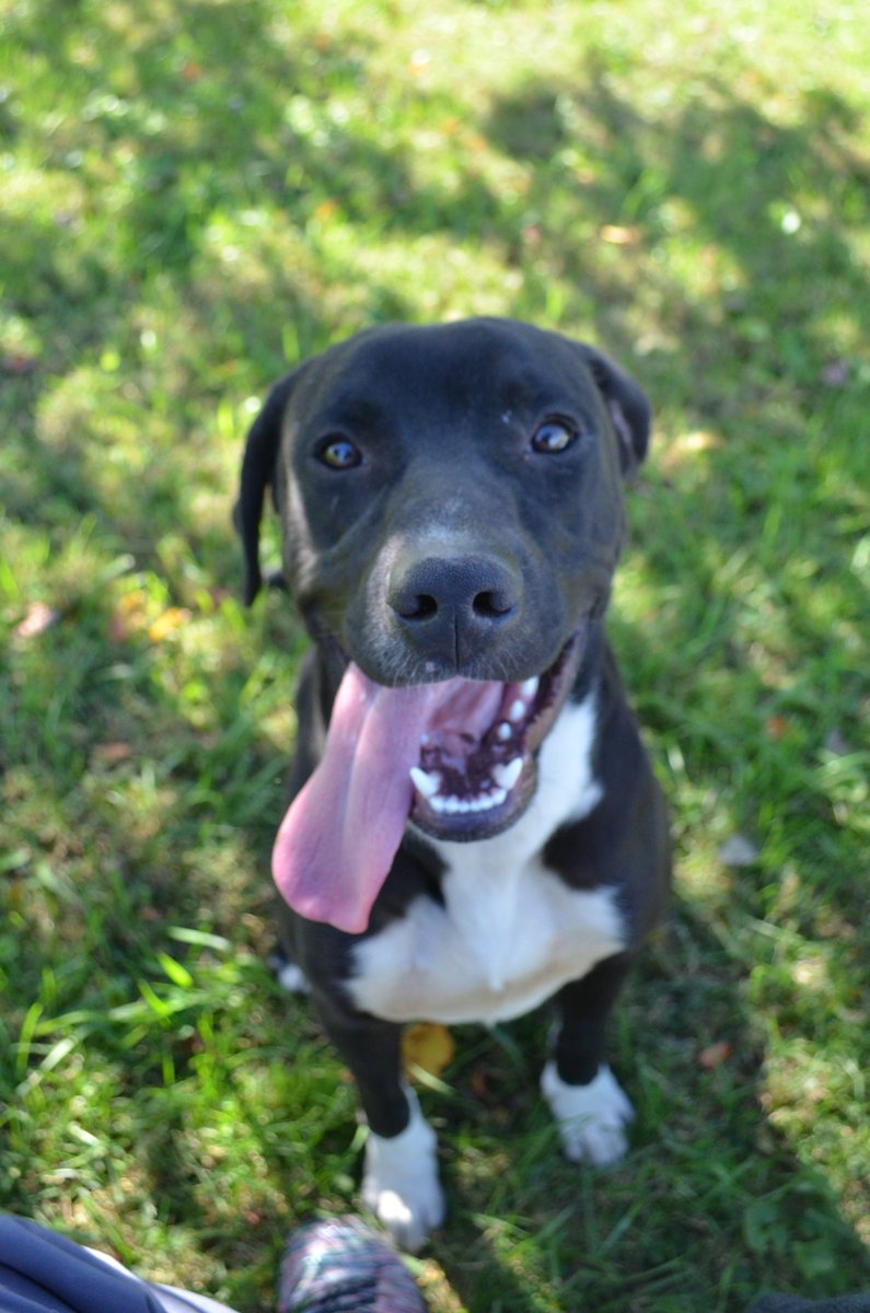 DBCHS_pets's tweet photo. Today's office buddy is Dale, who's "working" on a treat-filled Kong while I cross items off my to-do list. This picture is from an earlier romp in the yard, he's a happy dude!
Young, fun, and adoptable today! 🐾🐶💕 https://t.co/x2D74O07jc
#AdoptDontShop #doggo #WednesdayVibes https://t.co/oSnOBoC4bi