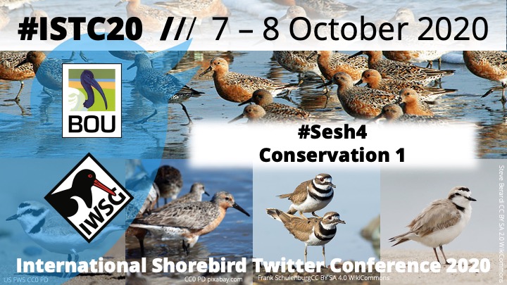 Next at #ISTC20 at 16.30 UTC
#Sesh4 (Conservation 1) with keynote @diegolunaq and presenters @BirdsCaribbean @BrianGTavernia @sandrabginer @TheBirdieNerdie @pish_chick @Esteban_birds with Chair @eveconnection 

Details at bou.org.uk/conference/ist…

#ornithology #shorebirds #waders