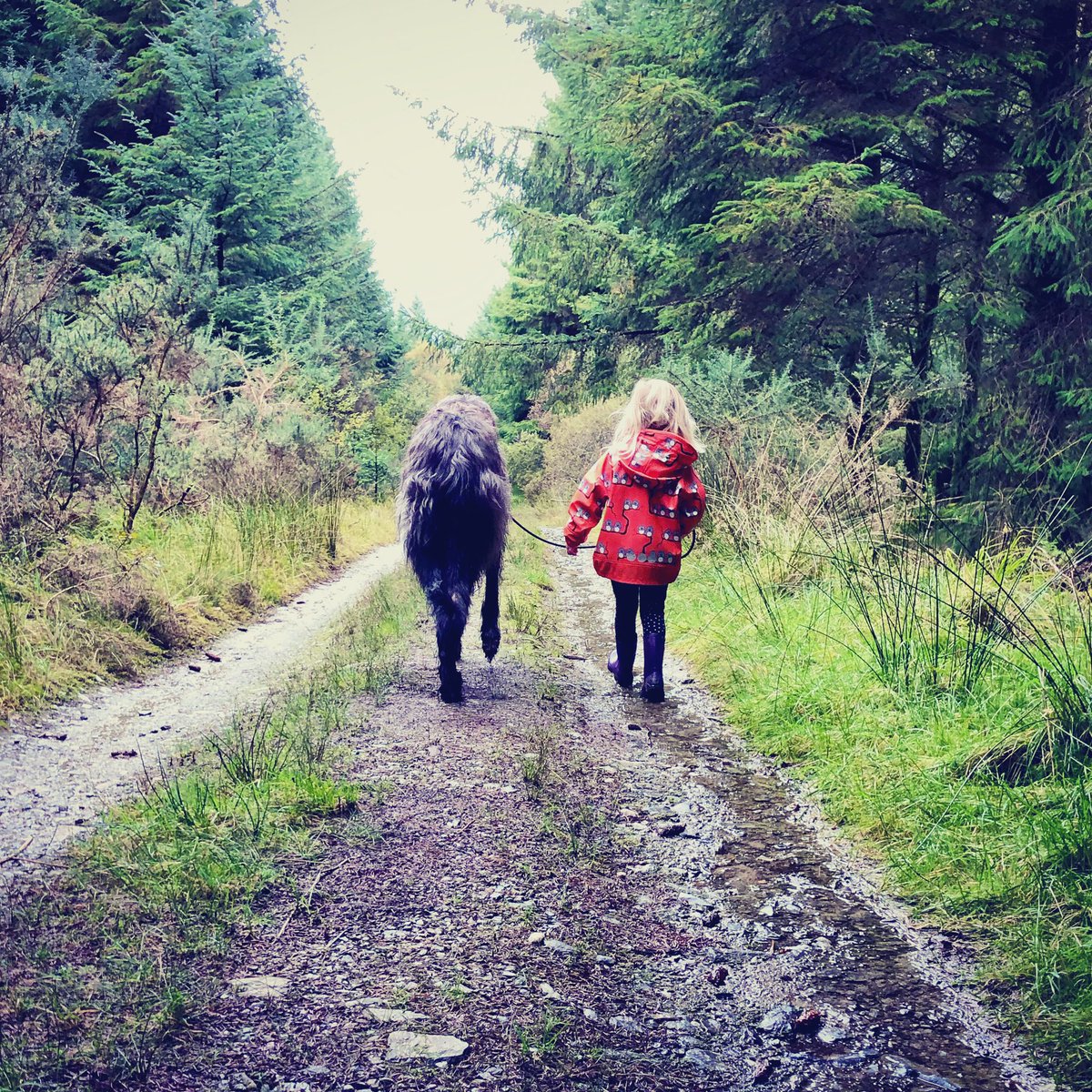 𝐑𝐡𝐨𝐝𝐫𝐲 𝐭𝐡𝐞 𝐒𝐜𝐨𝐭𝐭𝐢𝐬𝐡 🐺🎩🐾🌈💔 tweet media