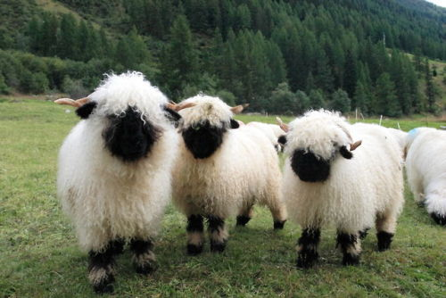 lavieestbelIe's tweet image. Valais Blacknose Sheep from Switzerland