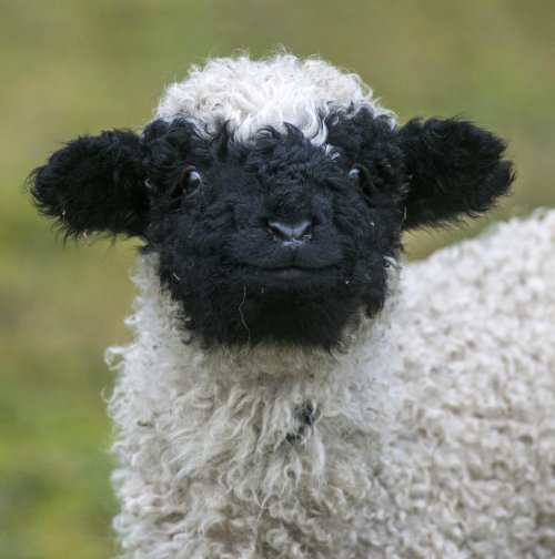 Valais Blacknose Sheep from Switzerland