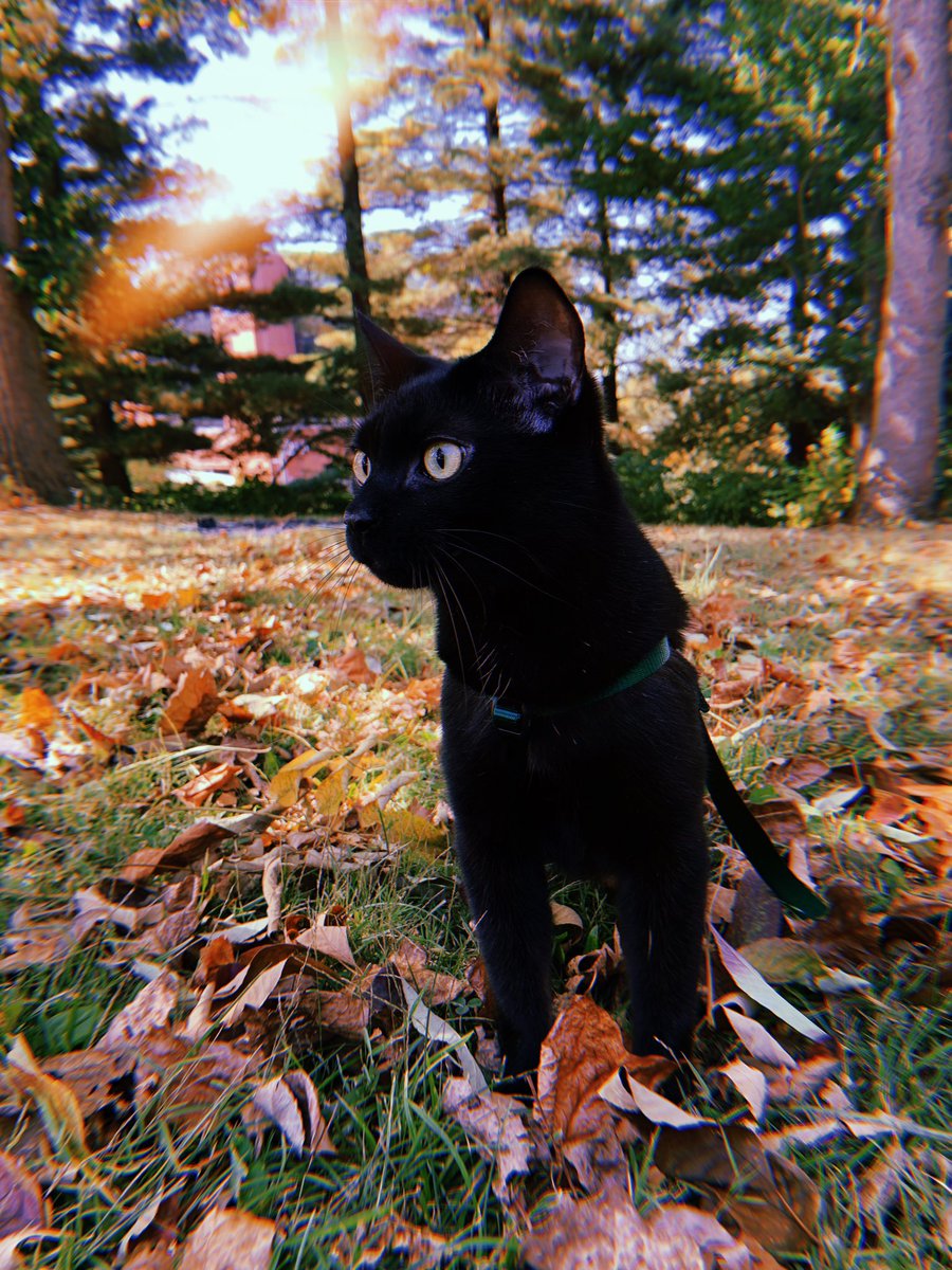 farinacci167's tweet photo. first day leash training for these cool catz 😸 https://t.co/oSpuJlices