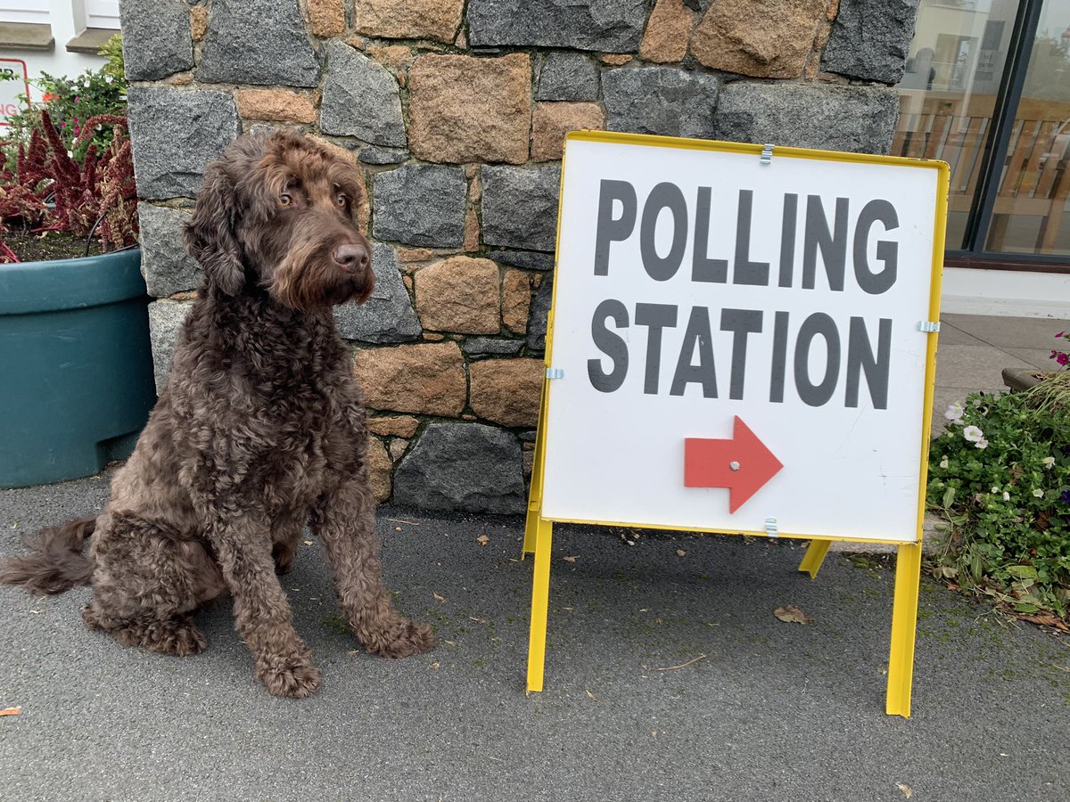 OhGravityGone's tweet image. Voting done ✅ 

#dogsatpollingstations
#guernseyelection