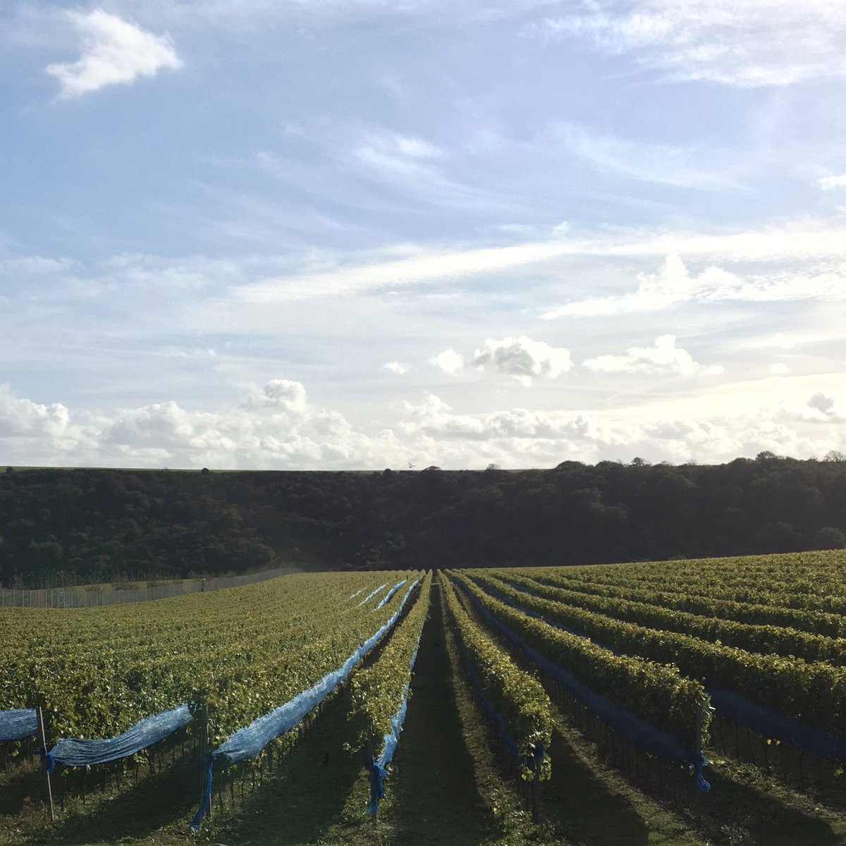 Richard James DipWSET (@richljames) on Twitter photo Sun is shining to spur on the sugars in our Sussex grapes <a href="/RathfinnyEstate/">Rathfinny Estate</a> #WineWednesday #harvest2020 🥂 Sun is shining to spur on the sugars in our Sussex grapes <a href="/RathfinnyEstate/">Rathfinny Estate</a> #WineWednesday #harvest2020 🥂