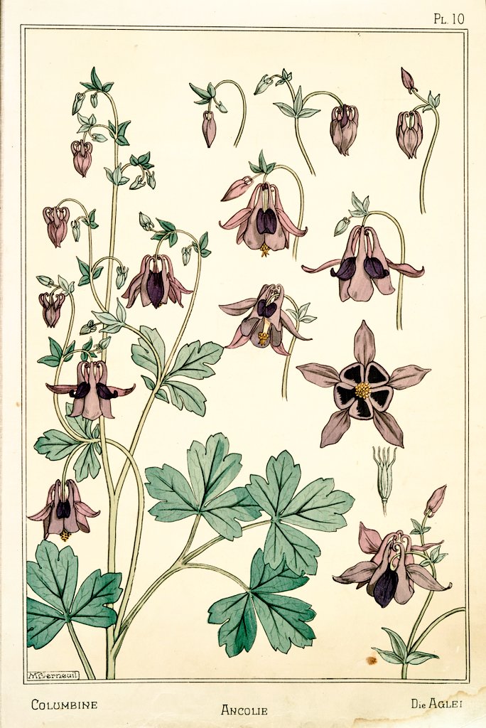 4/ Art Nouveau flower and plant designs from 1896."Columbine". Image 1 and 2 by M.P. Verneuil. Image 3 by Anna Martin.