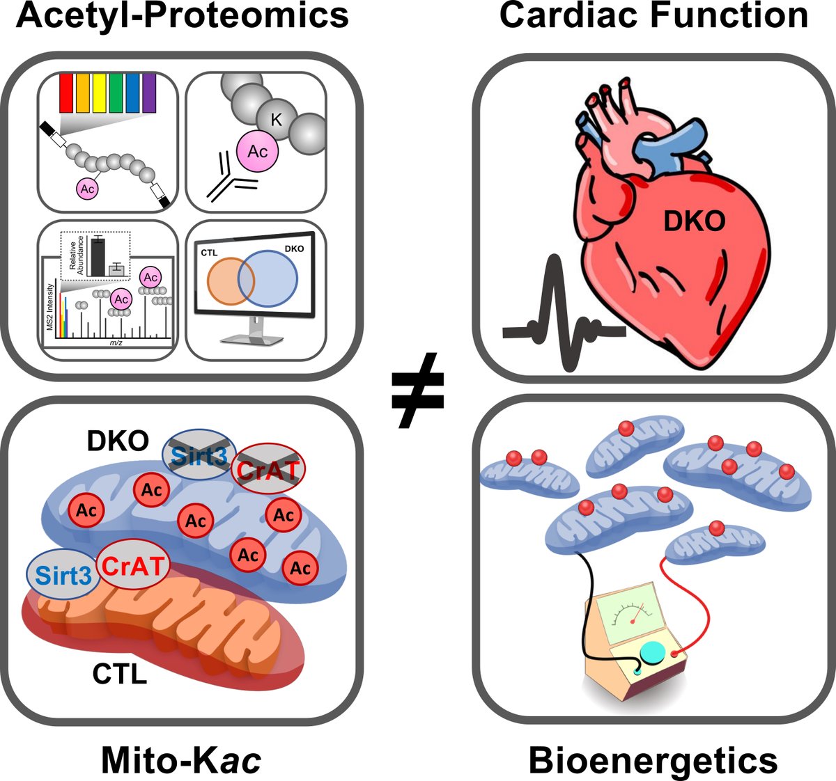 CircRes's tweet photo. Correlation is not Causation! In a new murine model of #hyperacetylation in #heart #mitochondria there was no impact on mitochondrial function or stress induced #HeartFailure. Check out Davidson and colleagues findings at https://t.co/oq1ivKXuba
@DukeHealth @DukeU @KFW_Lab https://t.co/74pk1TlU6P