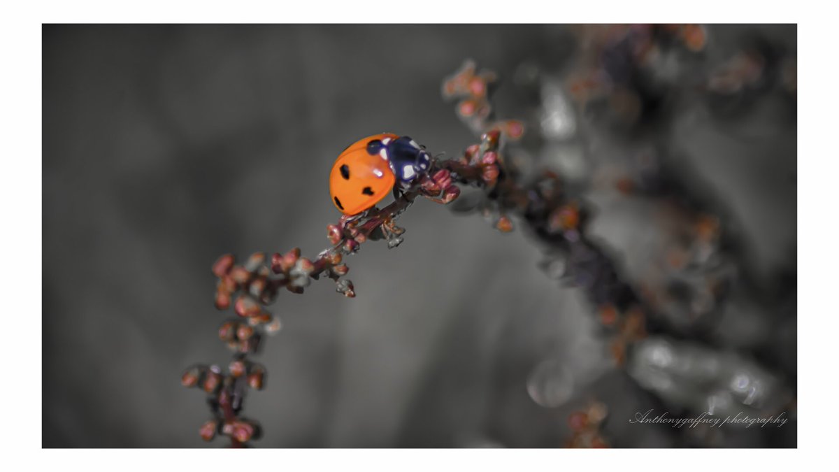 Where to start;
@uklpoty @cover_images @HollyJGreen @WildlifeMag @BBCSouthWeather @BBCSpringwatch @AP_Magazine @OPOTY @OutdoorPhotoMag @MiradorDesign #picoftheday #picoftheweek #NaturePhotography @AmandaPiperITV @CUPOTYawards @DWTMarine @TimesPictures