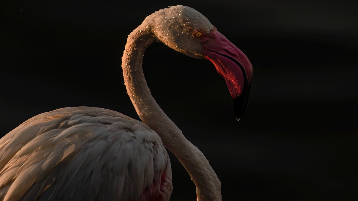 Wallpaper 16: Greater Flamingo #WallpaperWednesday