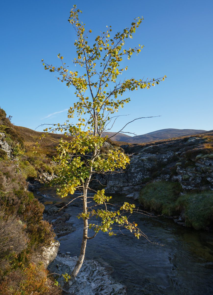JohnTdata's tweet photo. Nipped up Glen Feshie and River Eidart the other day, hoping to find @townsendoutdoor's elusive pack and poles. No sign I'm afraid, but we did find some stunning pine and aspen, not to mention heaps of juniper, birch, rowan and willow. https://t.co/qttVRaRpPr