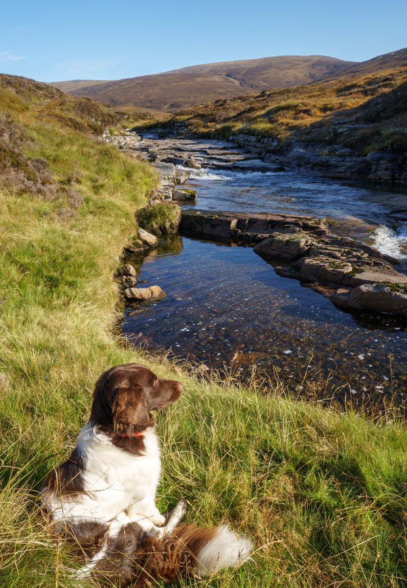 Nipped up Glen Feshie and River Eidart the other day, hoping to find @townsendoutdoor's elusive pack and poles. No sign I'm afraid, but we did find some stunning pine and aspen, not to mention heaps of juniper, birch, rowan and willow.