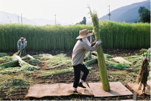 THEMMEXCHANGE's tweet photo. Cannabis, hemp, CBD: the Japanese cannabis landscape 

https://t.co/JW9dt98MDu  #MME  #cannabis #CBD #Hemp #Japan https://t.co/6IQ3YAoKjr