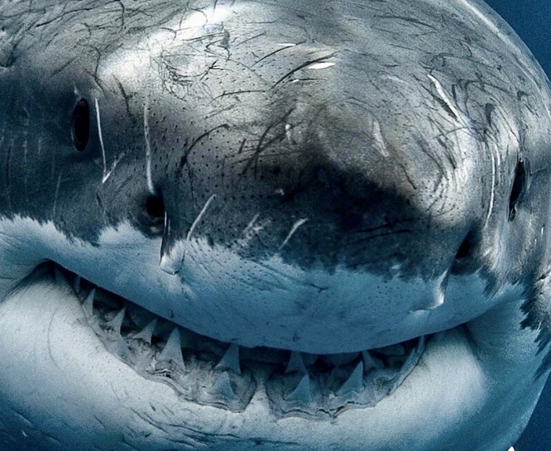 ABC4EXPLORE's tweet image. “If I was a Great White Shark I wouldn’t bite you, but I’d swim right next to you...” Love this zoomed cinematic shot of Mr Great White Shark taken by talented free-diver &amp;amp; photographer @williamwinram 💥🦈🎥🔥 #greatwhiteshark #smile