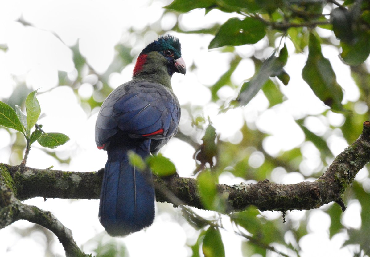 Monte Neate-Clegg (@mhcneateclegg) on Twitter photo 2nd thesis chapter published! In it we show that tropical birds in the Albertine Rift of Rwanda have shifted upslope over time despite a lack of local temperature increase. <a href="/sekercioglu/">Çağan H. Şekercioğlu</a> <a href="/TheWCS/">WCS</a> <a href="/UofUBiology/">University of Utah School of Biological Sciences</a> <a href="/UofUResearch/">Research at the U</a> conbio.onlinelibrary.wiley.com/doi/10.1111/cs… photo: Kyle Kittelberger 2nd thesis chapter published! In it we show that tropical birds in the Albertine Rift of Rwanda have shifted upslope over time despite a lack of local temperature increase. <a href="/sekercioglu/">Çağan H. Şekercioğlu</a> <a href="/TheWCS/">WCS</a> <a href="/UofUBiology/">University of Utah School of Biological Sciences</a> <a href="/UofUResearch/">Research at the U</a> conbio.onlinelibrary.wiley.com/doi/10.1111/cs… photo: Kyle Kittelberger