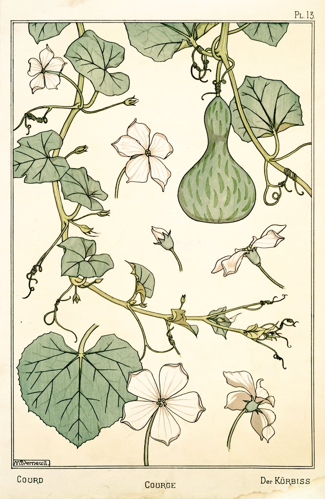5/ Art Nouveau flower and plant designs from 1896."Gourd". Image 1 and 2 by M.P. Verneuil. Image 3 by C.G. Schlumberger.
