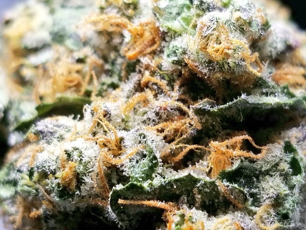 TheFLweed's tweet photo. You CAN have your π° & smoke it too! π Here's layered cake at 25% thc for $35.00 from @HarvestHOC. Definitely worth stopping π by. Don't forget you use your vets discount too.
#flmmj #CannabisCommunity #mmjflorida #HarvestersFL πβ https://t.co/2U0GjXyc16