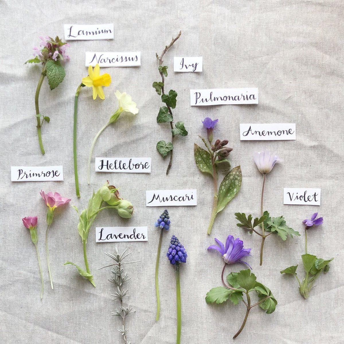 Just found some recent academic papers showing that looking at images of individual plants and flowers alleviates stress, triggers relaxation and speeds up recovery from illness. I KNEW IT. Here, have some of my medicinal photographs x