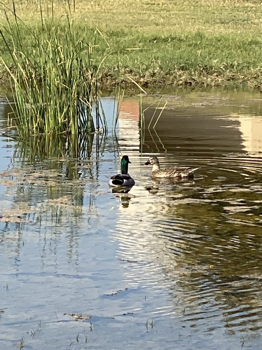 saginawenviro tweet media