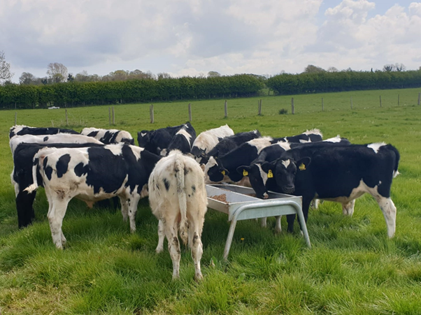teagasc's tweet photo. The first @TeagascBeef / @DiscoverCAFRE dairy calf to beef WebEx event takes place tomorrow at 7.30pm. Event one will provide an overview of current Teagasc dairy calf to beef research &amp; a review of CAFREs dairy calf to beef technology project. More here https://t.co/NvXWO7bCeB https://t.co/kCTns3jXJ6