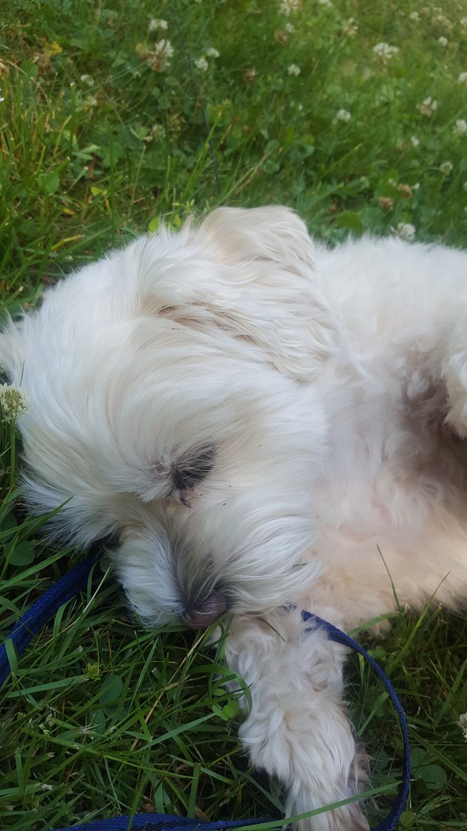 mollydoesathing's tweet photo. I dont know how to word this. But today I had to say goodbye to Mr. Maxx. Its left me feeling lost and devistated. I havent really processed it fully. Nor do I really want to talk about it. Thank you for the 11 years of companionship Maxx rest well. 🖤 https://t.co/DZr6OZlW8L