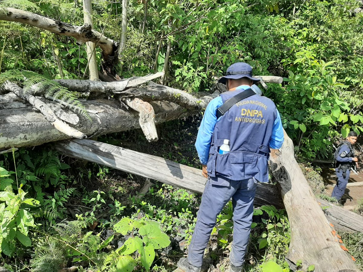PoliciaHonduras's tweet photo. Mediante Operación Cazador fueron ubicadas seis manzanas de cultivo de supuestos arbustos de coca.👉https://t.co/8SLwGiS4AT https://t.co/QLybIQtW3X