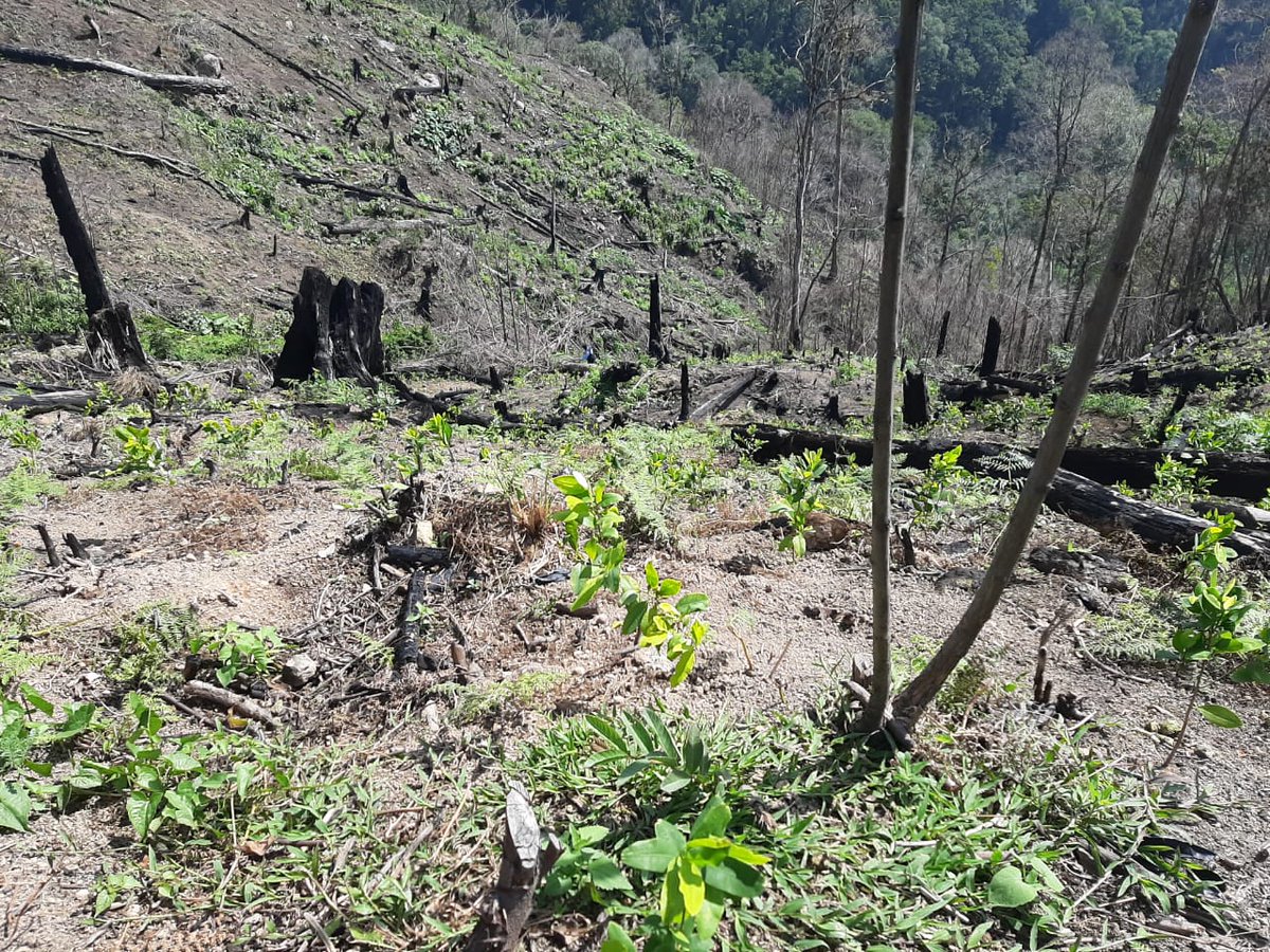 PoliciaHonduras's tweet photo. Mediante Operación Cazador fueron ubicadas seis manzanas de cultivo de supuestos arbustos de coca.👉https://t.co/8SLwGiS4AT https://t.co/QLybIQtW3X