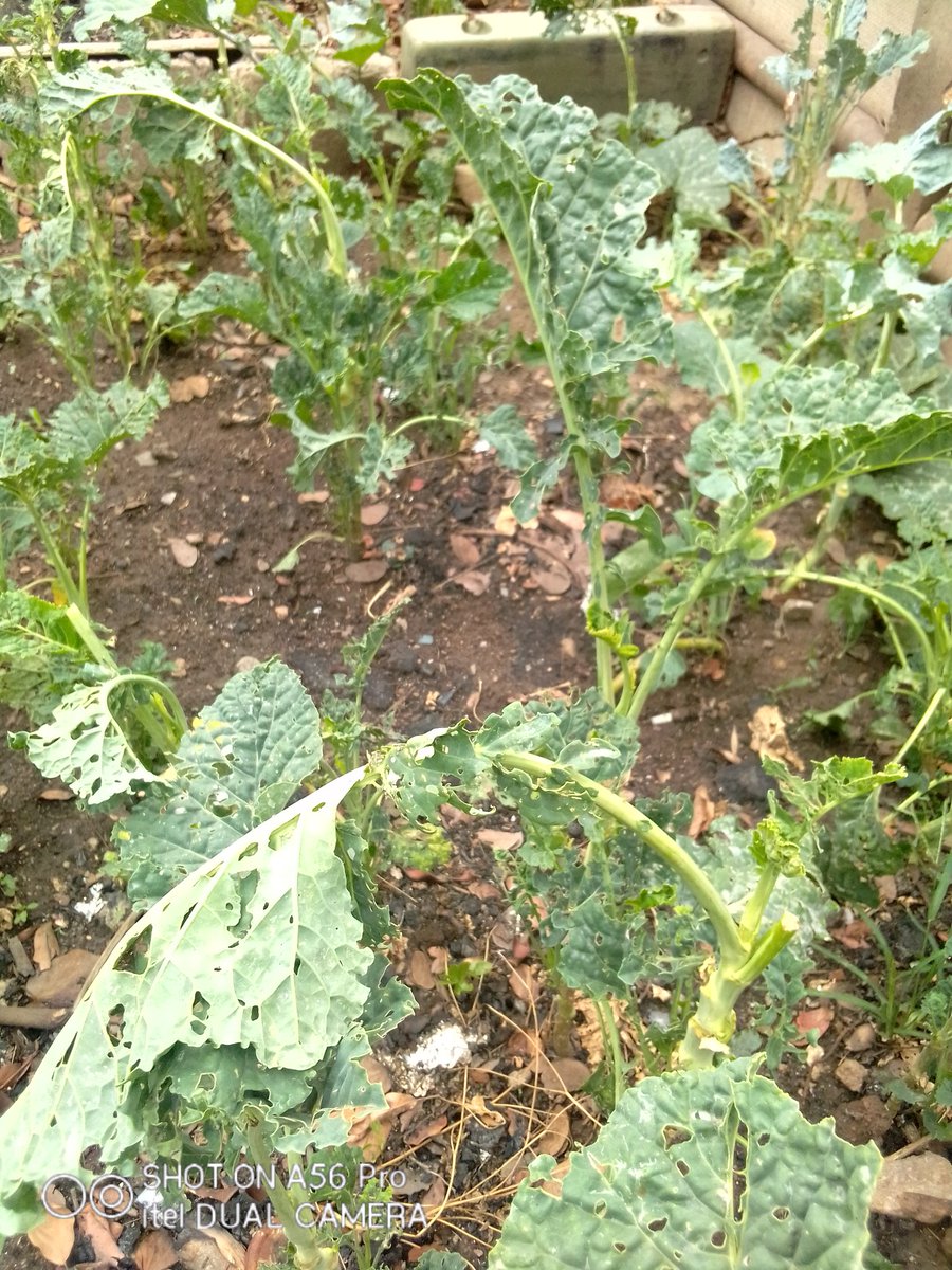 Crop Doctor/Agronomy Consultant tweet media