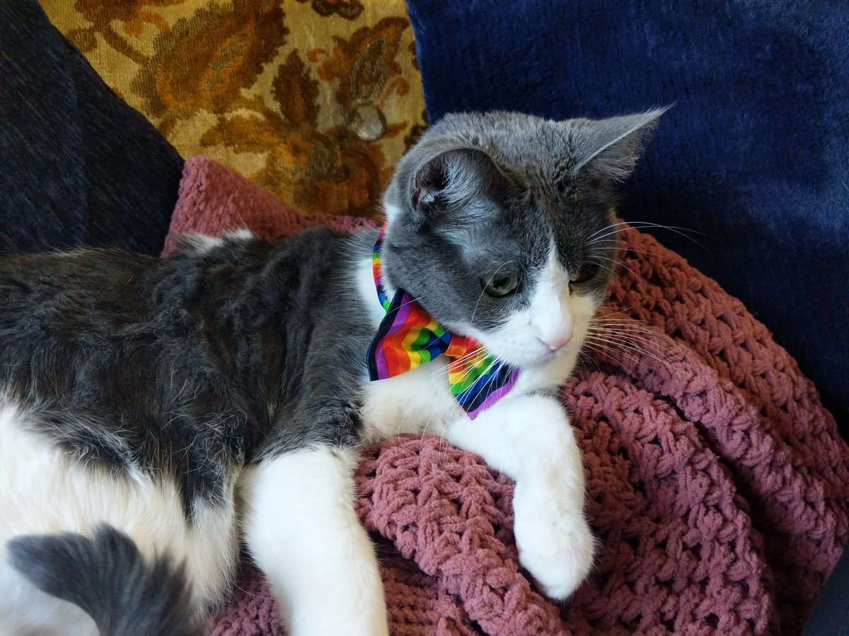 ReaderRBS's tweet image. I&apos;m ready to work with students during my Zoom office hours with my &quot;fancy&quot; crew. 😹#cpsspiritweek #EaglesATWork #cpclmc #cpstech #cpsbest