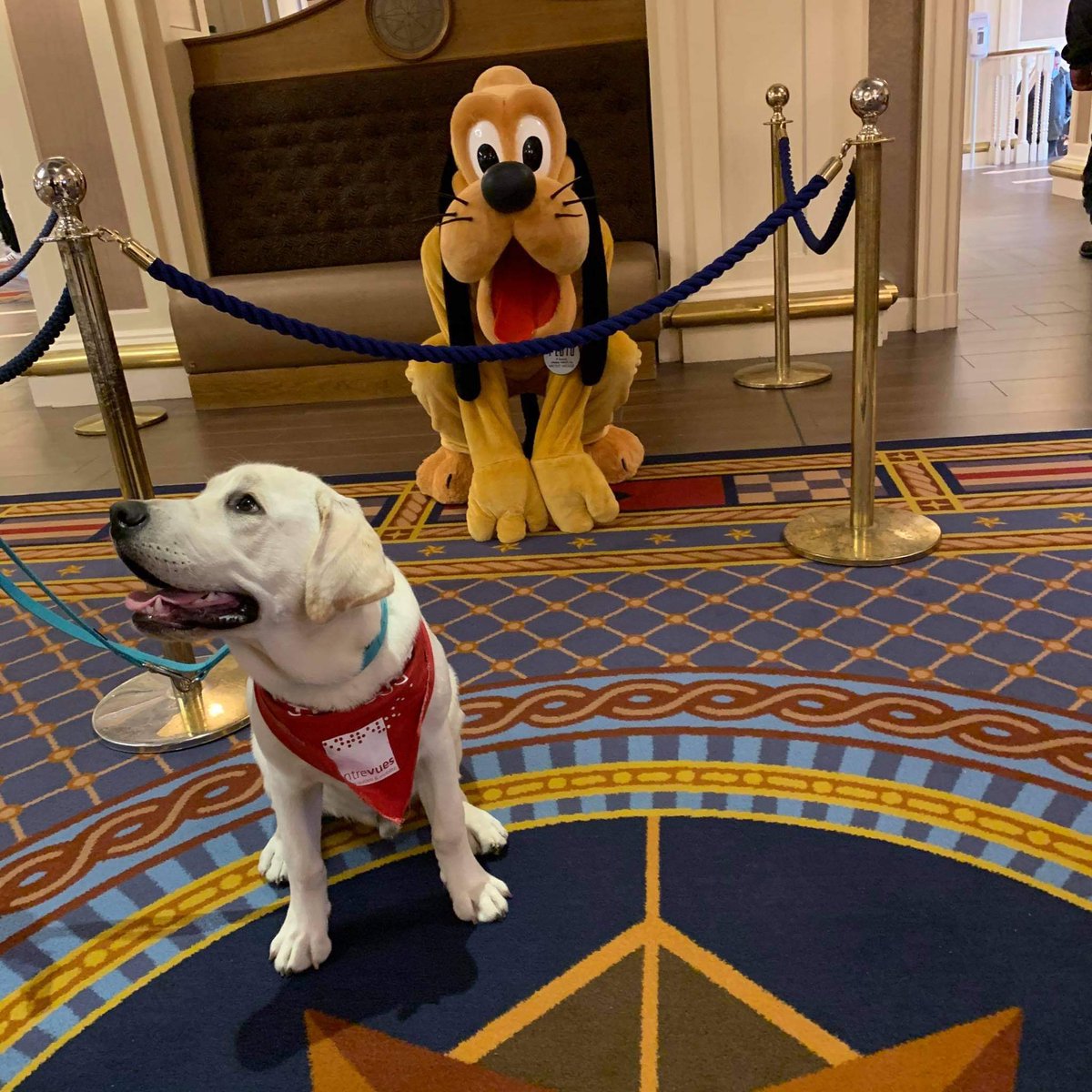 It's his first time at Disney, so it's all new for him but he is very well behaved. The aim is to familiarise him with new noises, attractions, crowds ect so he can handle busy situations.