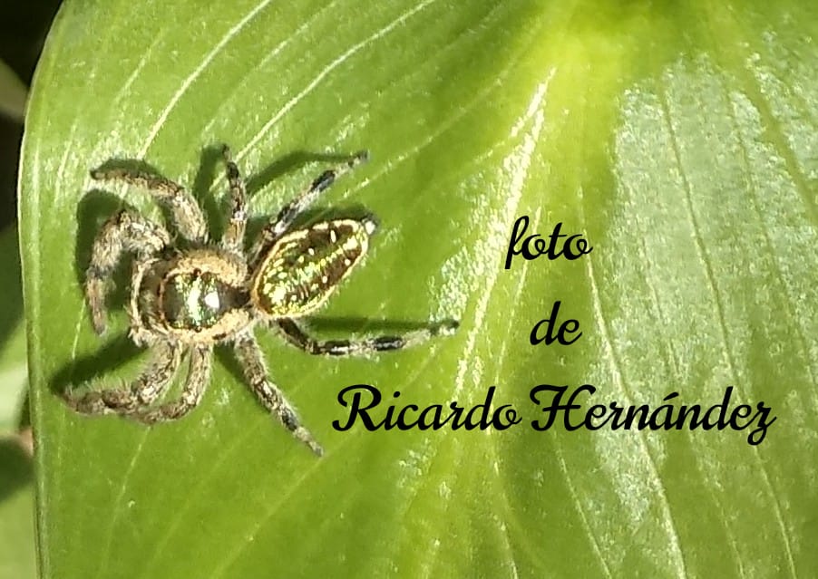 Ricardo Hernandez tweet media