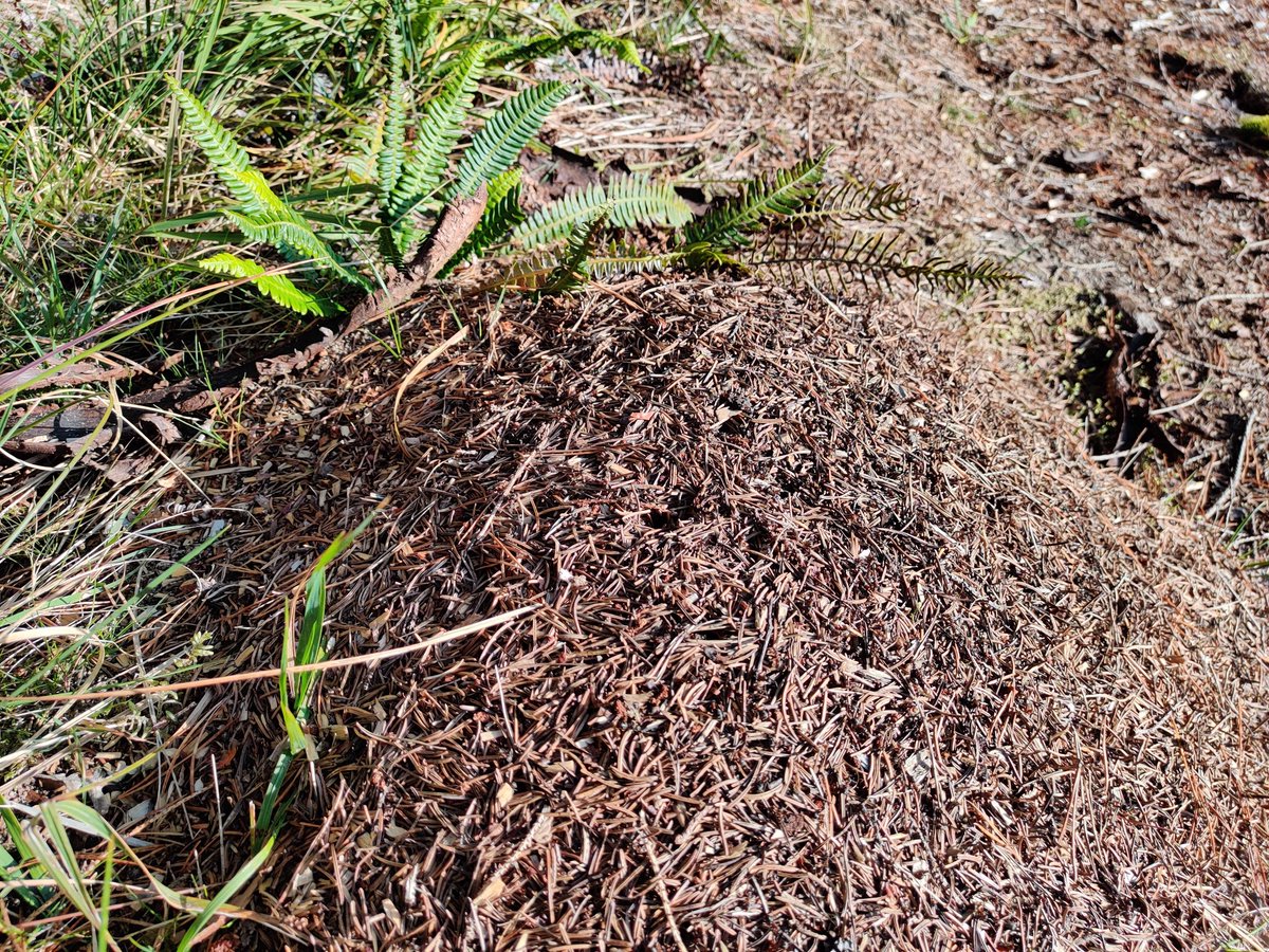 This area is rich with hairy wood ant (Formica pubescens) which relies on sunny woodland clearings and rides to build its nests using pine or spruce needles. A nice side effect of the felling will be increased sunlight and better conditions for this species over the next years 4/