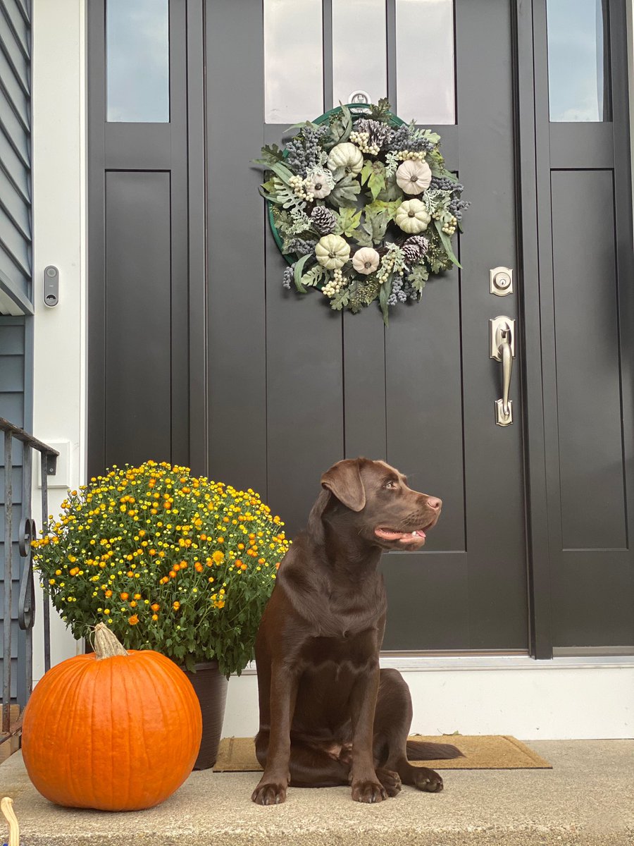 boston_basic's tweet photo. Most #FallAF dog you’ll ever meet 🍁🌻🎃🐾💕 https://t.co/EAAflJGefj