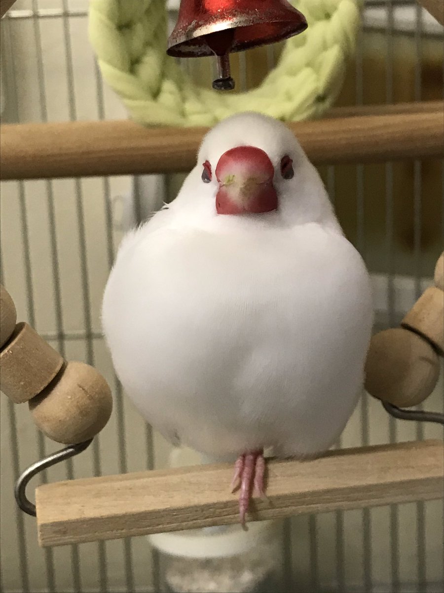 フン 文鳥 フン切り網を外す5つのメリット。そもそも小鳥のカゴに必要？