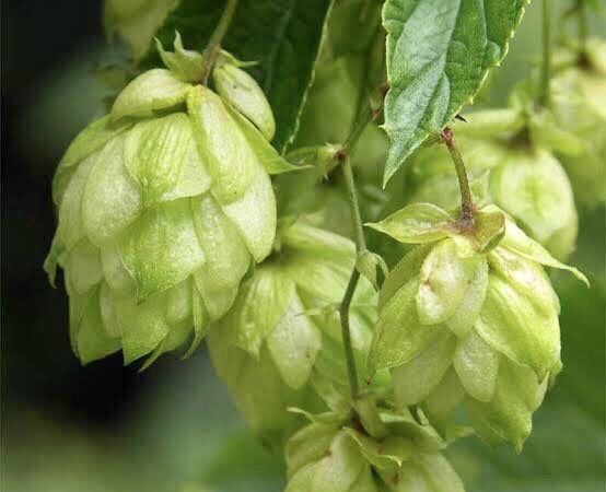 もも おはようございます 10 8誕生花 ホップ 花言葉 繁栄 別名西洋カラハナソウ 雌雄異株でビールに使われるのは雌花だけ 線香花火の様な花後に松ぼっくりの様な形になります ビールでは苦味 香りと泡に重要な働きを持ち雑菌の繁殖を抑える働きも