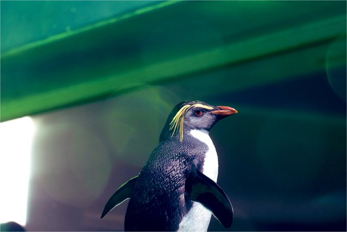イワトビペンギンのtwitterイラスト検索結果 古い順