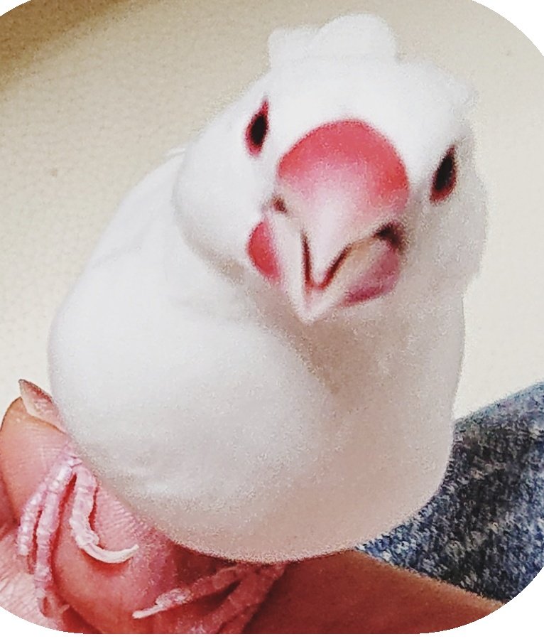 いお𓅪 Tlのかわいい手のひら文鳥さんが羨ましかった昨日でした いや かわいいですようちの子も ヤンキーだけど ほんとに かわいいから大好きだよ でもヤンキー いお𓅪 Tlのかわいい手のひら文鳥さんが羨ましかった昨日でした いや かわいいですようちの子も ヤンキーだけど ほんとに かわいいから大好きだよ でもヤンキー