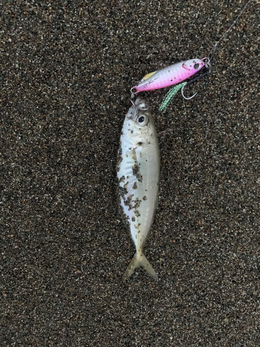 たっつん 久々の朝練 日の出が遅く1時間しか振れなかった アジ1匹と撃沈 Xdx 釣り サーフ ルアーフィッシング 朝マズメ 北三陸 シマノ ディアルーナ ステラ フラットフィッシュ ヒラメ 青物 アジ ドラックメタル Duo T Co