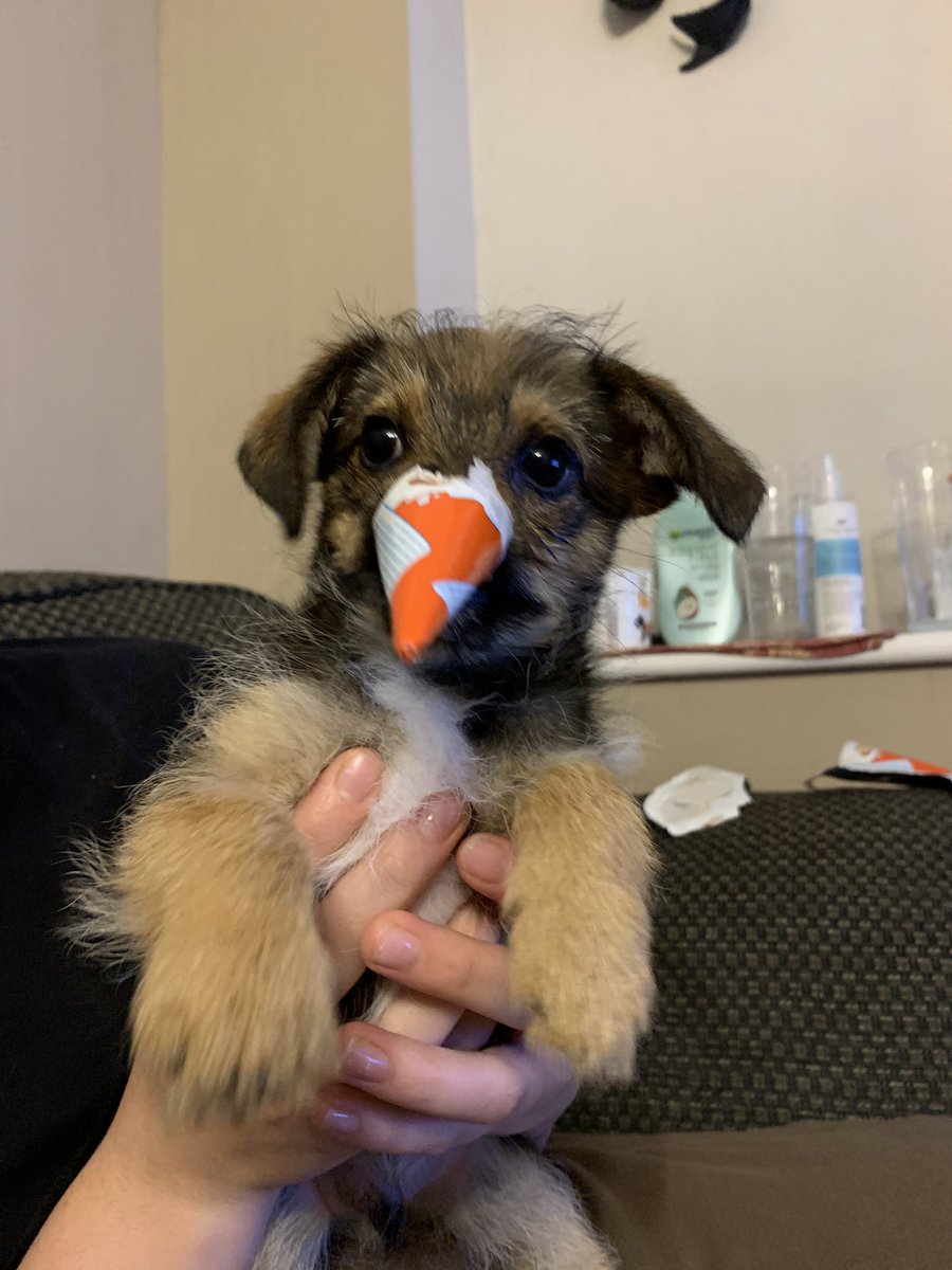 SmoothieSam's tweet photo. @ess_j_ess @Lena_Von_Doom I made Toby into a snowman today https://t.co/FxX90xRPOo
