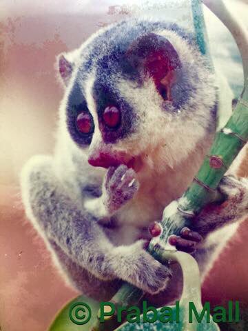 @ChandrakalaRat7 @IndiAves Beautiful pic of #IndianSlenderLoris 👌
Here is a pic I clicked almost 3 decades back of an Indian Slender Loris in Whitefield, Bengaluru, Karnataka, India....
#JustNaturePM https://t.co/HPHLF28XN4