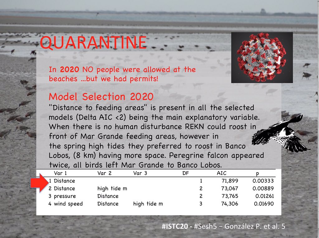5 #ISTC20 #Sesh5  During #COVID-19 #Quarantine, #rufaredknot could roost closer to feeding areas, at the same main feeding site at Mar Grande. However they moved to the next closer roost in spring tides and under  #raptorpredation.