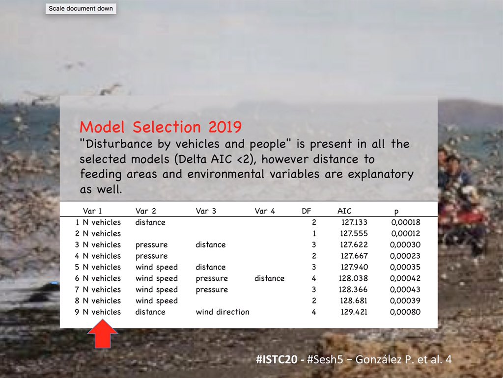 4 #ISTC20 #Sesh5  In 2019 #rufaredknots chose safer and protected sites avoiding #humandisturbances but closer as possible to feeding areas. Under disturbance pressure, they usually moved from Mar Grande to Banco Lobos (8 km), not Los Alamos (12 km) protected by rangers.