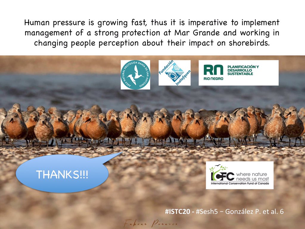 6 #ISTC20 #Sesh5 #rufaredknots have to face #humandisturbances and spend energy flying a distance to a safer roosting site, to be able to feed in soft high quality food. Thus improving their #energybudget in #digestivelyconstrained birds at a shorter staging time.