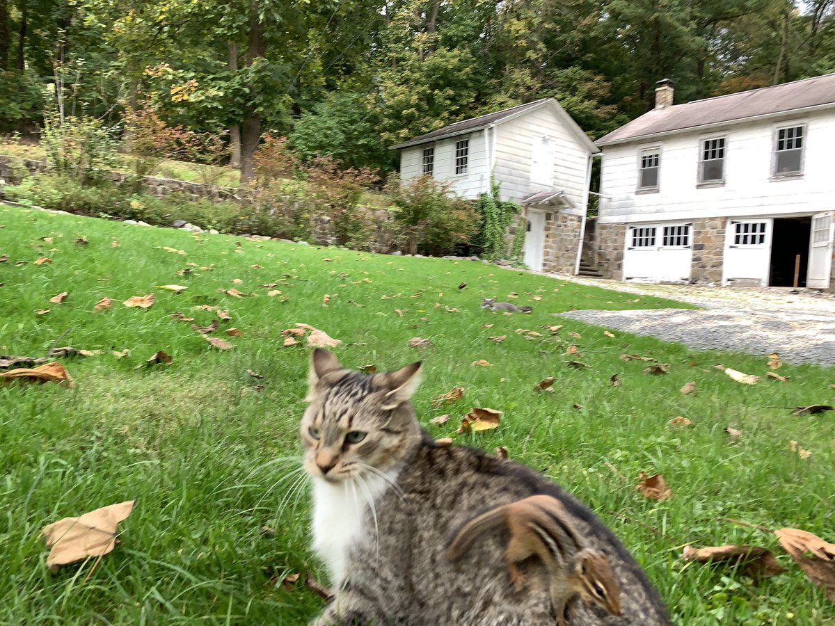 dolostone's tweet photo. Rey and Chippy playing in the yard a few minutes ago, cracks me up when Chippy wants to ride Rey. Their friendship makes my heart warm. #BFFs #Reythekitten #chippythechipmunk https://t.co/8w5T3KD7TC
